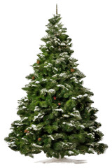 PNG Christmas tree plant white pine.