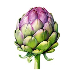 Fototapeta premium Artichoke