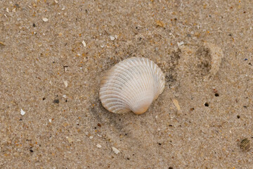 This is an image of a seashell sitting on the beach. The white shell with ribs is known as a blood ark. The pretty brown grains of sand all around with other salt water debris.