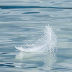 plume de cygne en vogue sur le lac Léman 