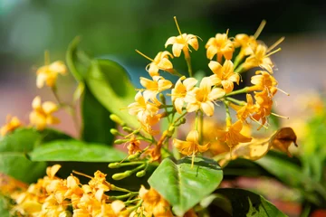 Beautiful Tembusu Plant, Kan Krao flowers or Fagraea Fragrans.The flowers are yellowish with distinct fragrance. © Mohwet