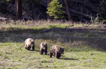 Grizzly Bears in Springtime in Yellowstone National Park Wyoming
