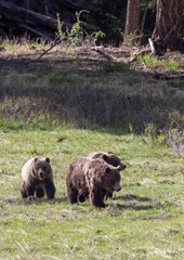 Grizzly Bears in Springtime in Yellowstone National Park Wyoming