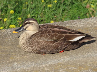 カルカモの子供