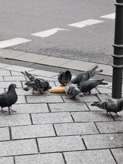 pigeons fighting for food