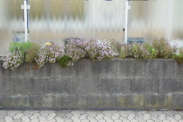 blooming thyme in a planting wall