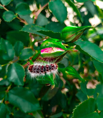 caterpillar on a leaf