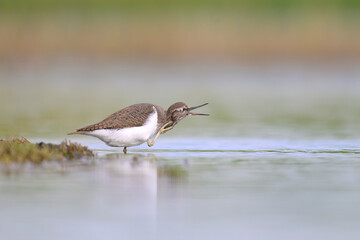 Flussuferläufer Actitis hypoleucos