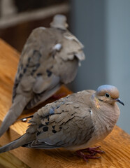 Mourning Dove
