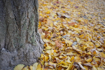 イチョウの木の下に散った沢山のイチョウの葉。