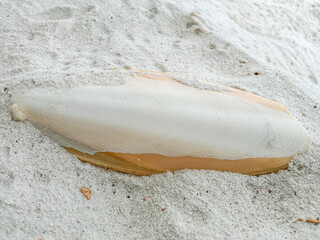 Cuttlefish bone on the beach. Natural cuttlefish bone aka cuttlebone, the internal shell or bone of...