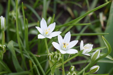 white blooming grass lily