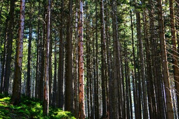 Panorama na gęsty sosnowy las, Czechy, Jeseniky - obrazy, fototapety, plakaty