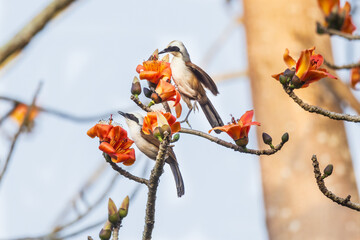  White-crested Laughing Thrush on the Red Cotton flower tree.