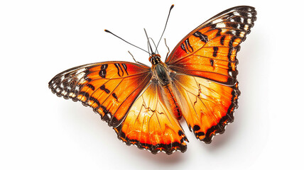 butterfly on white background