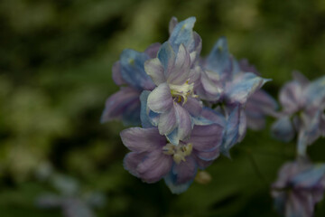 Summer concept, Clsoe up Purple flowers Delphinium