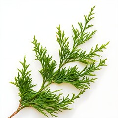 a twig of cypress isolated on a white background
