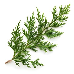 a twig of cypress isolated on a white background
