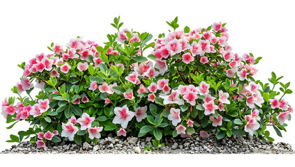  A large bush of pink and white Azalea flowers with green leaves, in the garden, on pebbles at ground level, on an isolated white background