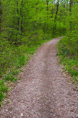 Hike on a forest path on the Eichelberg in Rheinlad-Pfalz near Fürgfeld