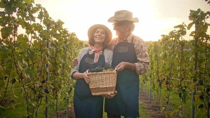 Camera view of Caucasian mature couple standing between lines of vineyard. People wearing hats and aprons for work on plantation. Man hugging wife while woman holding wickerwork box with grapes.