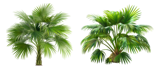 Realistic vibrant palmetto plant isolated on transparent or white background