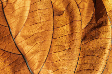 Fototapeta premium Autumn Dried leaf close up with natural veins pattern, brown leaf as nature background. Trend botanical design backdrop, environment pattern, fall seasonal still life macro trend, soft focus