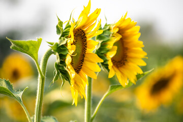 Sunflower field in sunny day. Sunflower blooming season. Close-up of sunflower