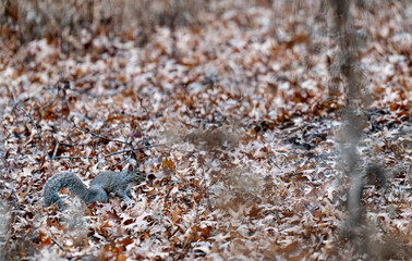 squirrel in a leafy backdrop