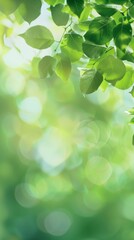 Beautiful blurred green nature background with sunlight and fresh leaves. Green banner for environment, copy space for text