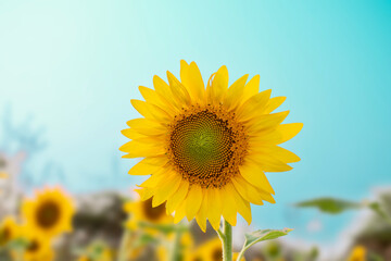 Sunflower field in sunny day. Sunflower blooming season. Close-up of sunflower