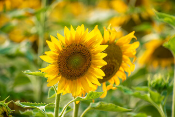 Obraz premium Sunflower field in sunny day. Sunflower blooming season. Close-up of sunflower