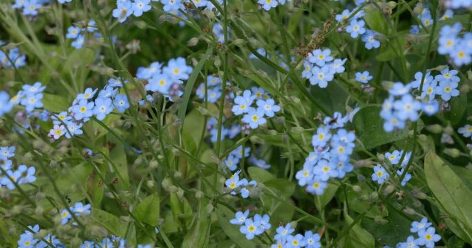 Many blue myosotis forget me nots scorpion grasses swaying in the wind.