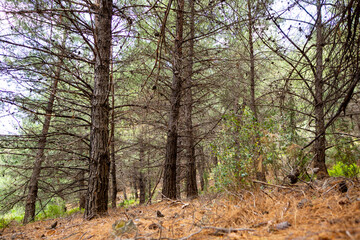 Dried Up Old Pine Tree Forest