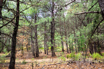 Dried Up Old Pine Tree Forest