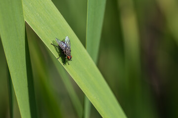 Fototapeta premium Spring nature. There are insects on the reed leaves by the pond.