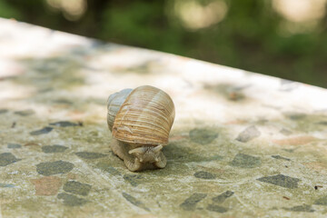 A large snail crawls through the spring landscape. It has a shell and sticks out horns. Super bokeh