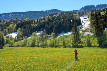 active senior woman riding her electric mountain bike on a sunny day in  spring with Dandelion...