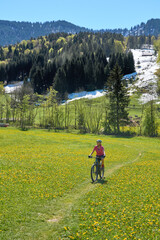 Fototapeta premium active senior woman riding her electric mountain bike on a sunny day in spring with Dandelion flowers on the meadows below snow capped mountains of Nagelfluh chain near Oberstaufen, Allgaeu, Germany