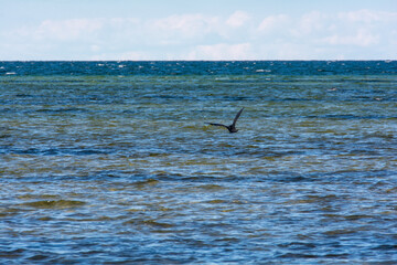 Cormorant flies by the sea