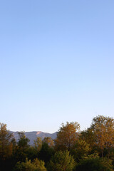 Mountain forest, illuminated by warm sunlight.