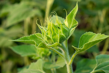 Sunflower field in sunny day. Sunflower blooming season. Close-up of sunflower