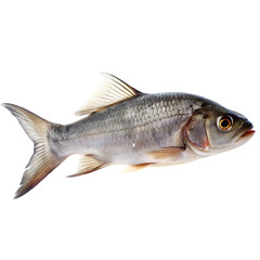 Fototapeta premium Common river breams isolated on white background Freshwater fish