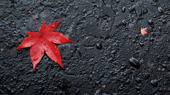 A single red maple leaf with water droplets on a wet asphalt ground. The leaf is in the center of the frame and is surrounded by a dark background.