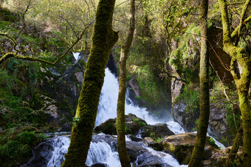 River and waterfalls. Landscape of a forest with a small river, rocks and very lush vegetation