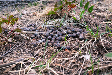 Mule deer droppings in the woods