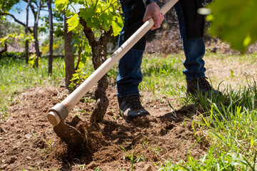 Farmer hoeing in the vineyard. Agriculture.