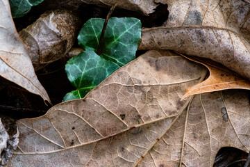 leaf and ivy on the ground