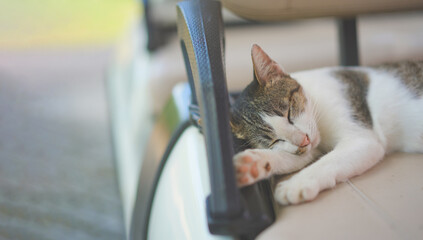 young female white brown cat dreaming by moving the eye inside sleeping on the golf car seat at the...