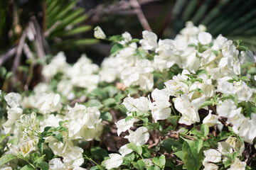 Close up of bougainvillea blooming outdoors in summer season.